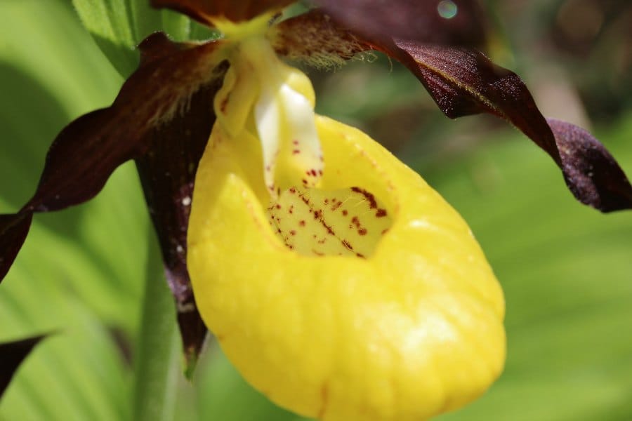 Une orchidée rare fait son retour dans son domaine vital