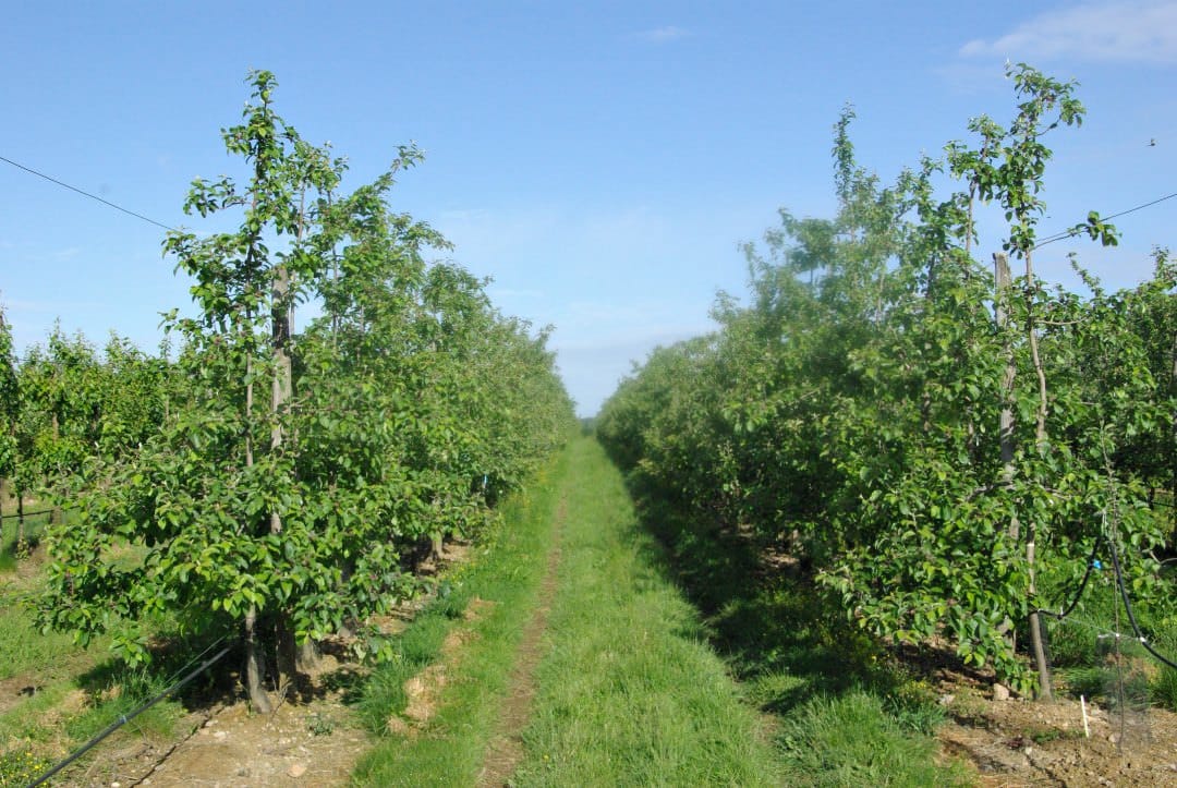 Modelling temporal variation of parameters used in photosynthesis models