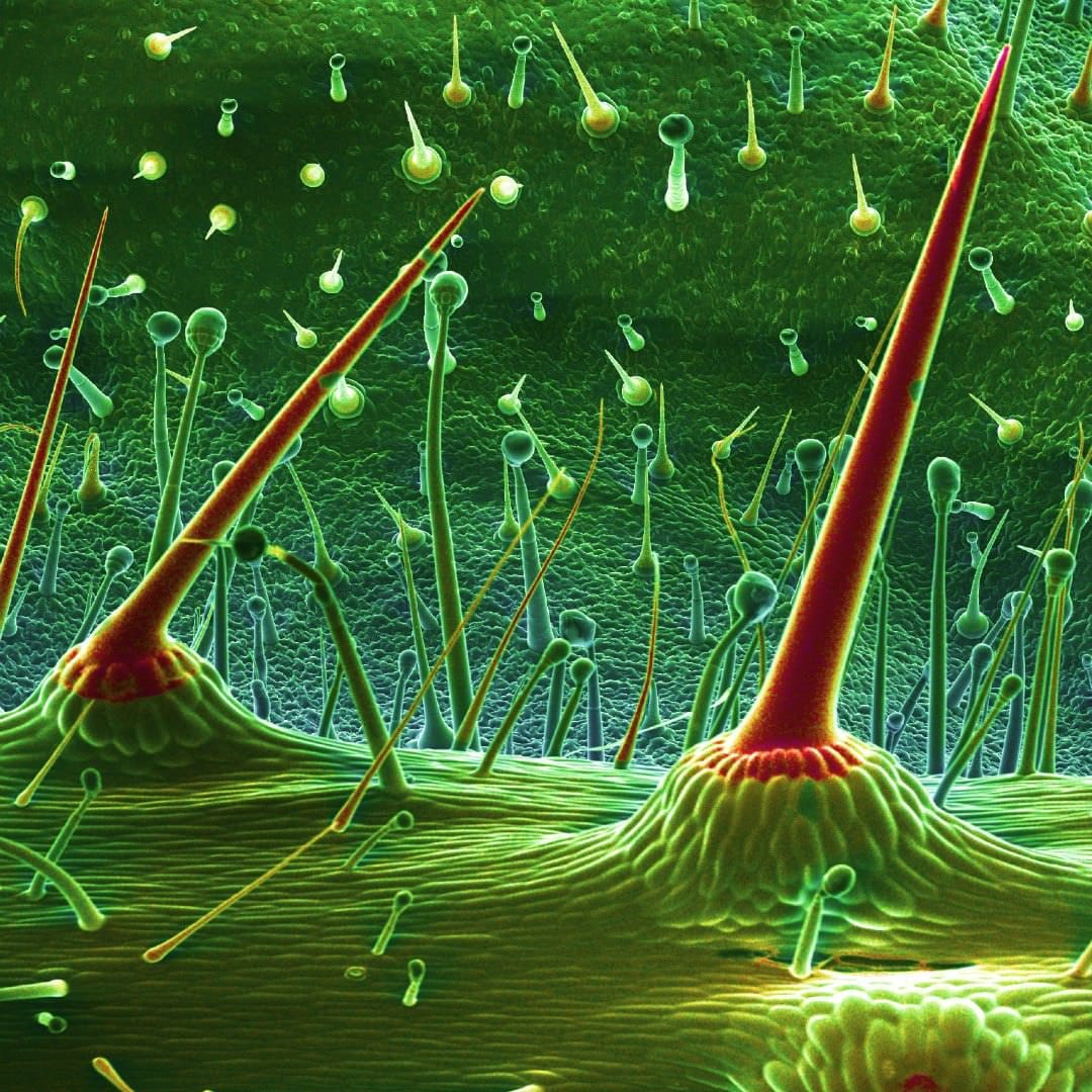 trichomes