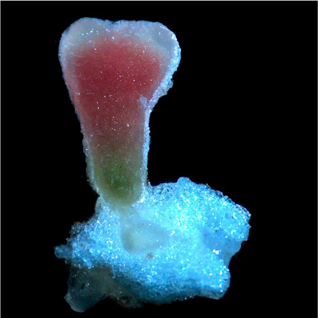 Tolérance à l'engorgement de la légumineuse fourragère Melilotus siculus