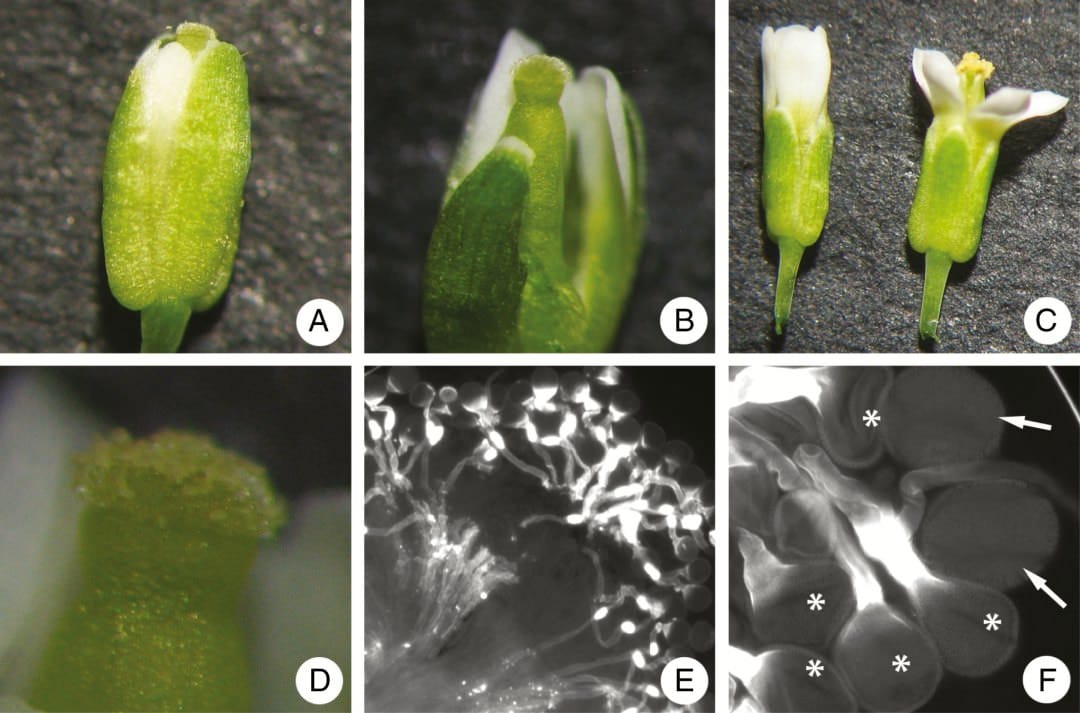 Efecto del número de apertura sobre el rendimiento del polen en Arabidopsis thaliana