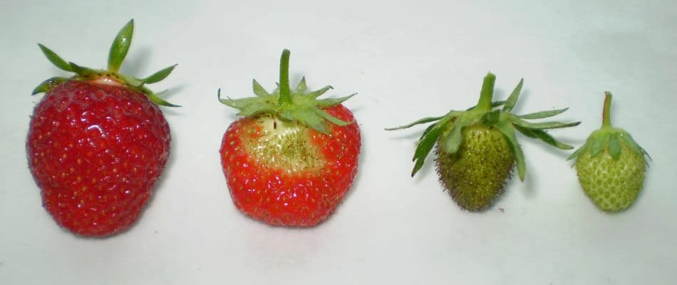 Fraises à différents stades de maturation