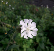 Pollinisation diurne et nocturne chez une espèce pollinisée en pépinière