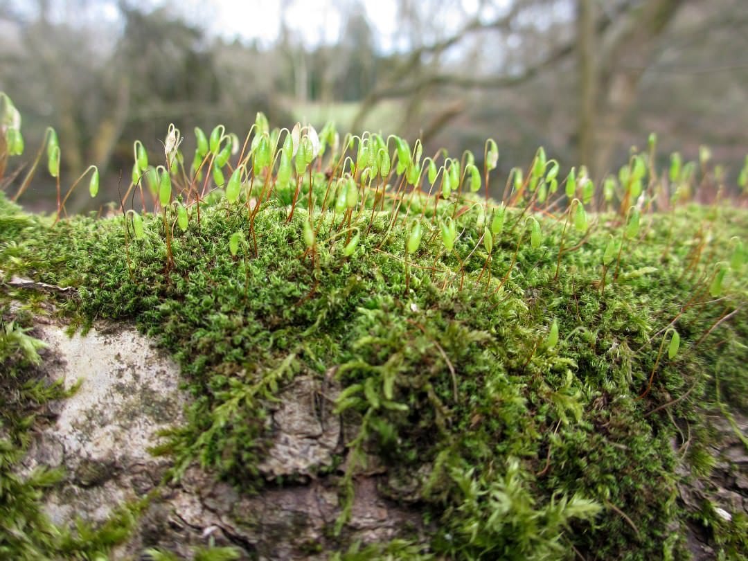 Bryum capillare in the field