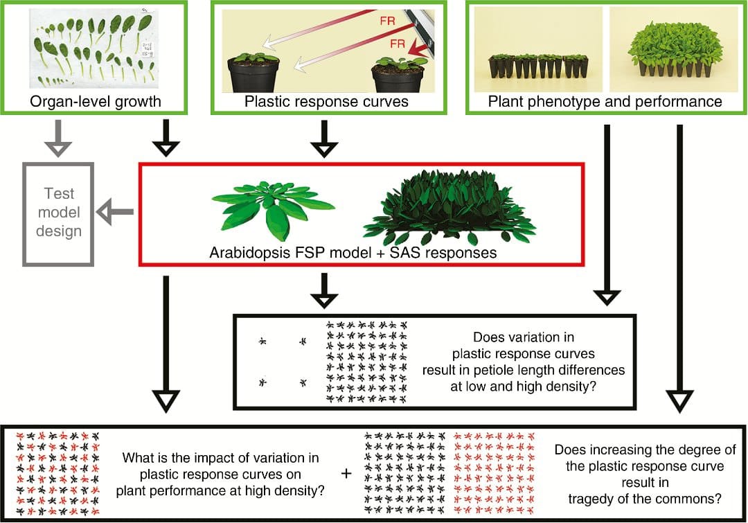 Overview of the research design, in which three independent experiments (bordered in green) are combined with functional–structural plant (FSP) modelling (bordered in red) to address three questions (bordered in black).