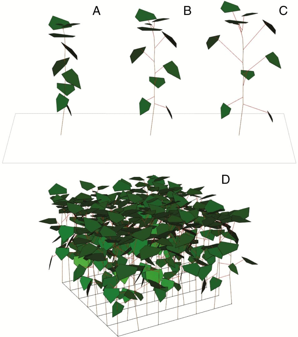 Asignación de biomasa entre lámina y pecíolos en un juego de competencia ligera en un denso rodal de plantas anuales