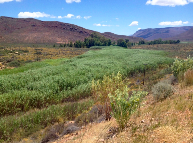 Poblaciones expansivas de juncos: ¿invasión alienígena o humedales alterados?