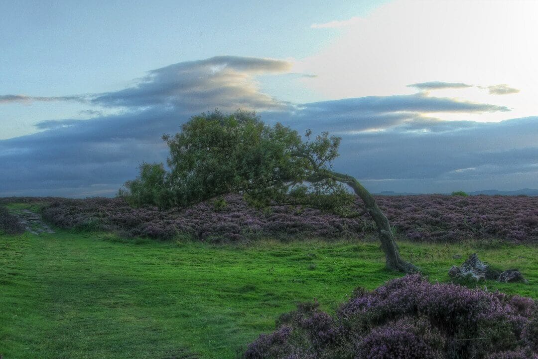 Bent Tree