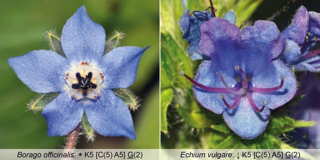 Comparison between flowers of borage and viper's bugloss