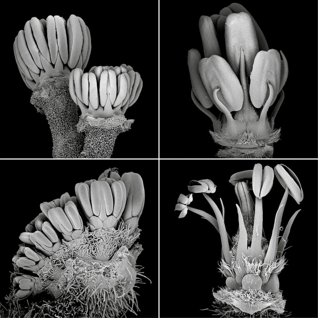 SEM micrographs of different developmental stages of Hypseocharitaceae and Geraniaceae flowers.
