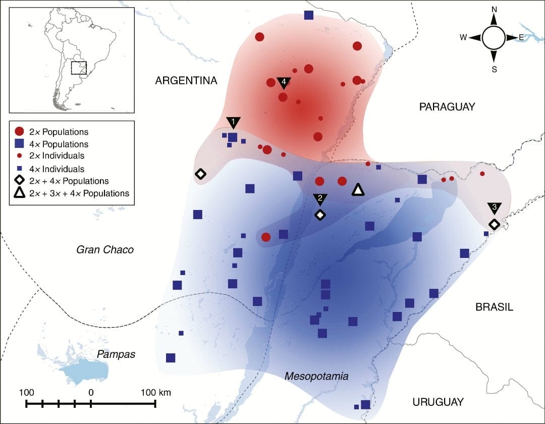 La variation intraspécifique des traits offre une opportunité écologique aux polyploïdes