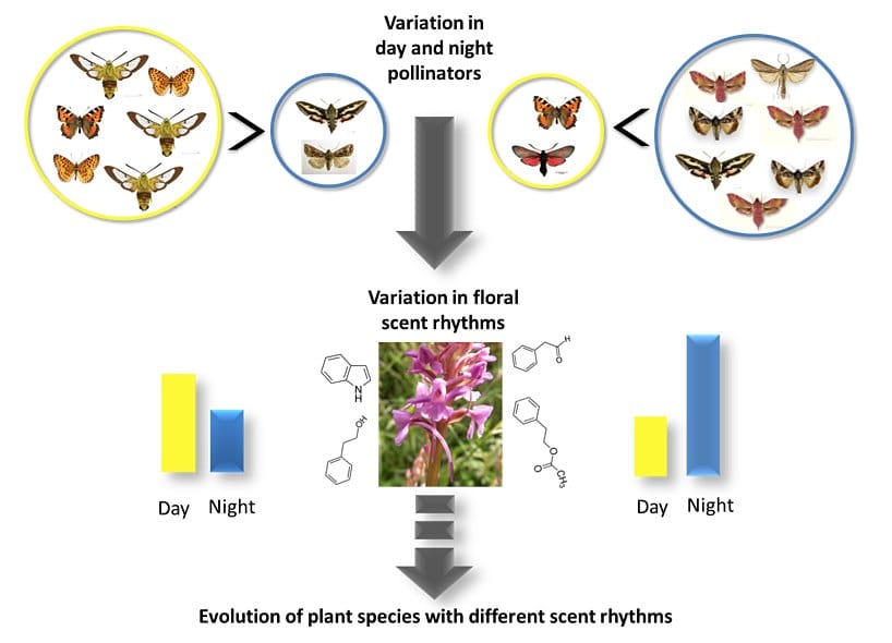 Diagrama de orquídea