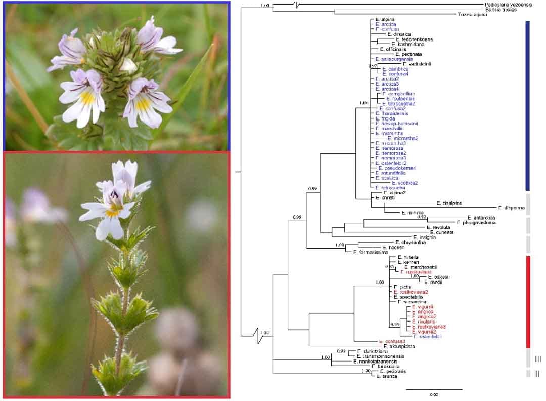 Identificación de patrones evolutivos en grupos complejos de plantas con código de barras de ADN