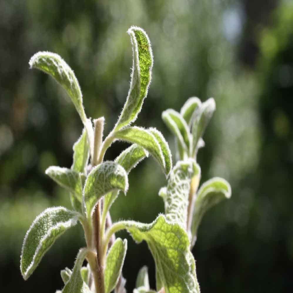 Variation inhérente des traits fonctionnels des feuilles d'hiver et d'été des espèces dimorphes saisonnières méditerranéennes : mise en évidence d'un spectre « au sein de la cohorte foliaire »