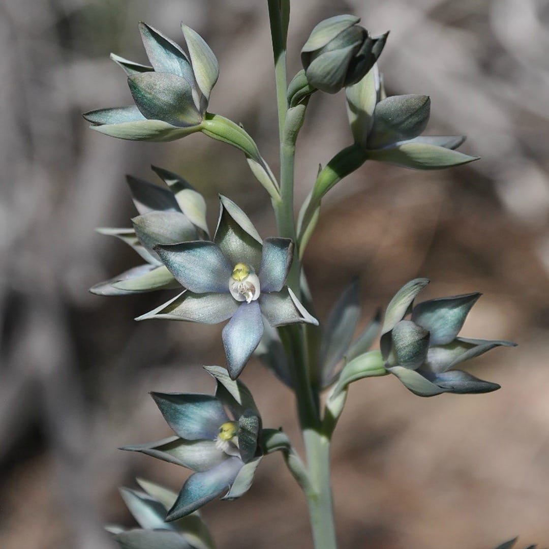 Le secret de la conservation d'une orchidée en voie de disparition réside dans le sol