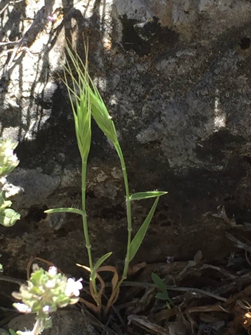 Brachypodium