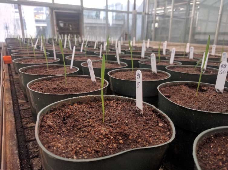 Jeux de tolérance&nbsp;: la croissance compensatoire des plantes en réponse à une attaque ennemie est une stratégie évolutivement stable