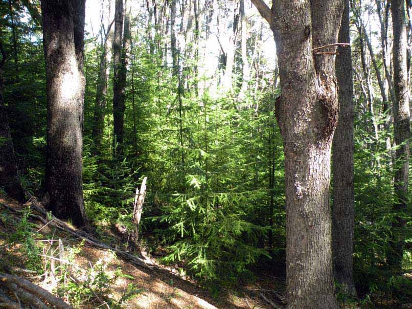 ¿Cómo se forman rodales monoespecíficos de árboles invasores? Evidencia espacio-temporal de invasiones de abetos de Douglas