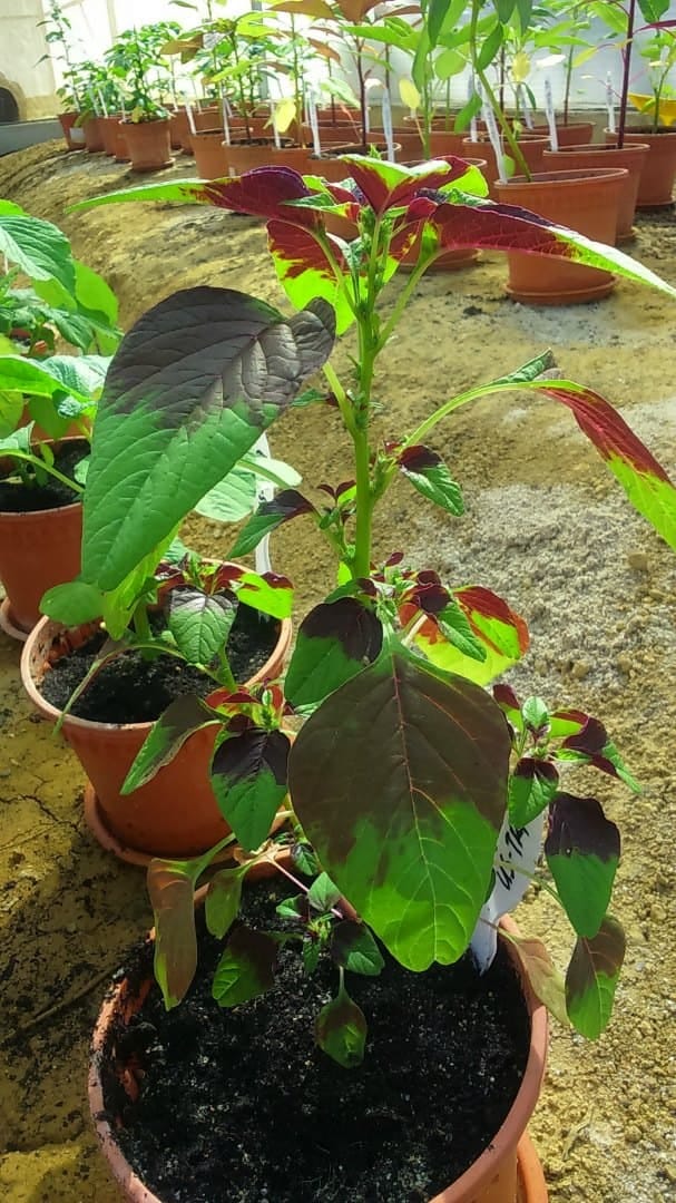 Amaranthus tricolore