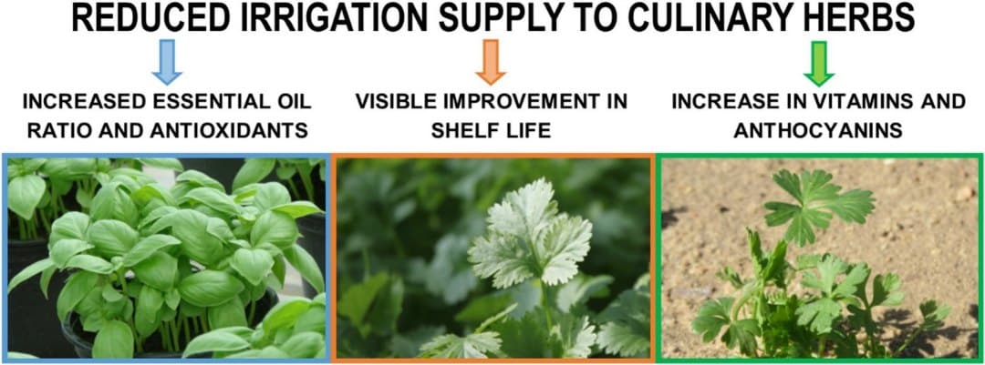 ¿Puede menos agua significar hierbas más sabrosas?