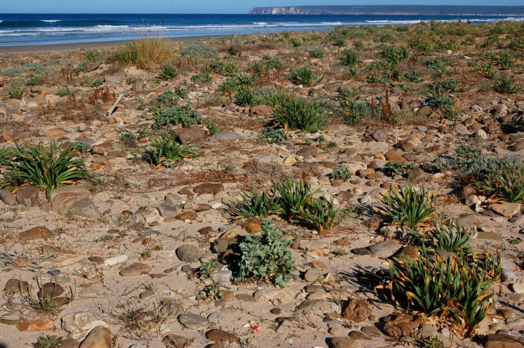 Plantas y riesgo de inundación en Annals of Botany