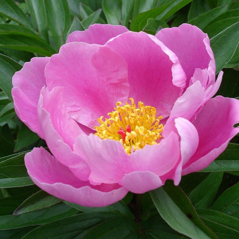 Eine kleine Wunderwaffe für Schnittblumen?