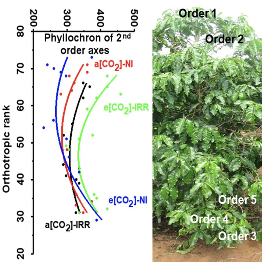 Variations des paramètres de croissance foliaire au sein de la structure arborescente de Coffea arabica adulte