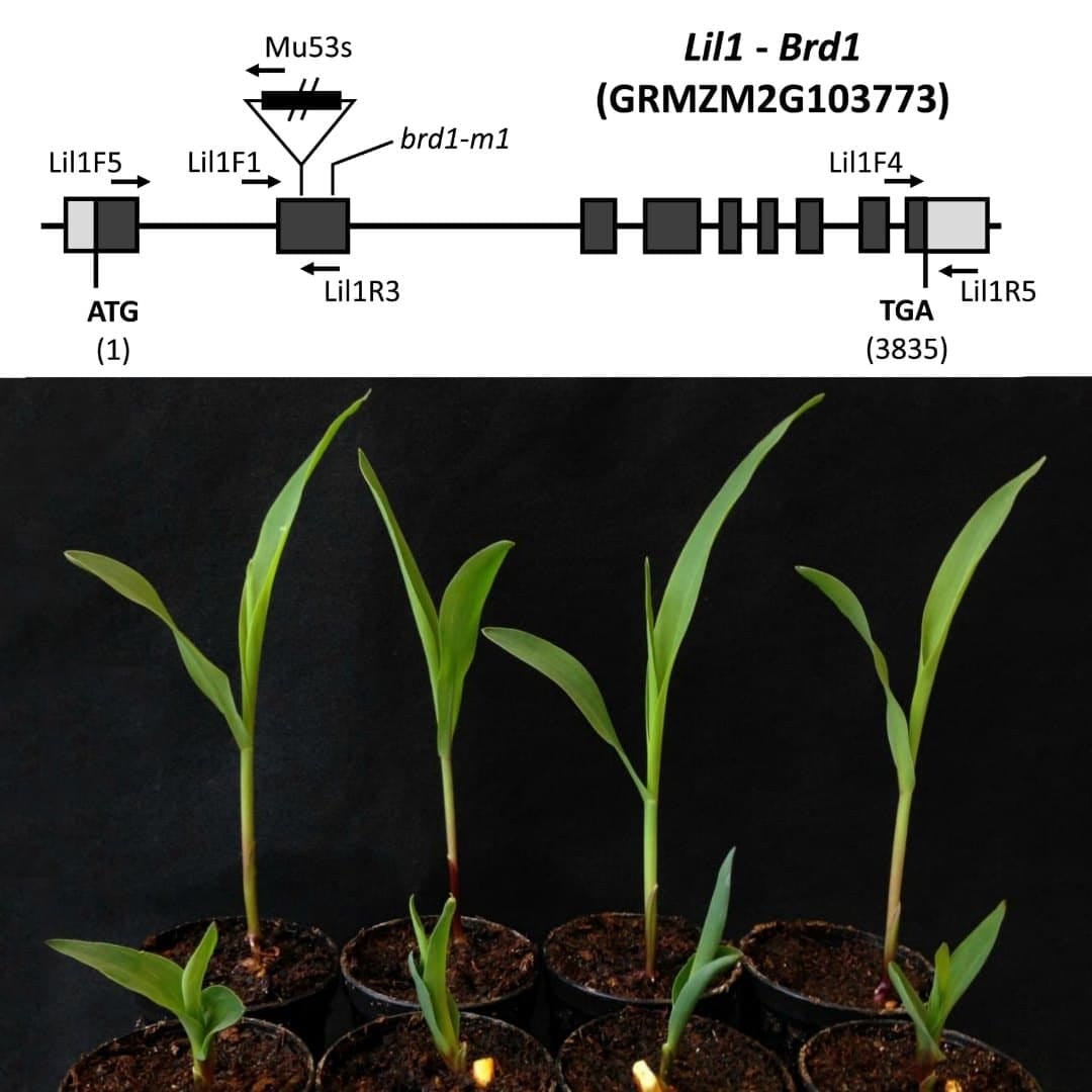 Le gène lil1 du maïs est impliqué dans la croissance des plantes et la réponse à la sécheresse