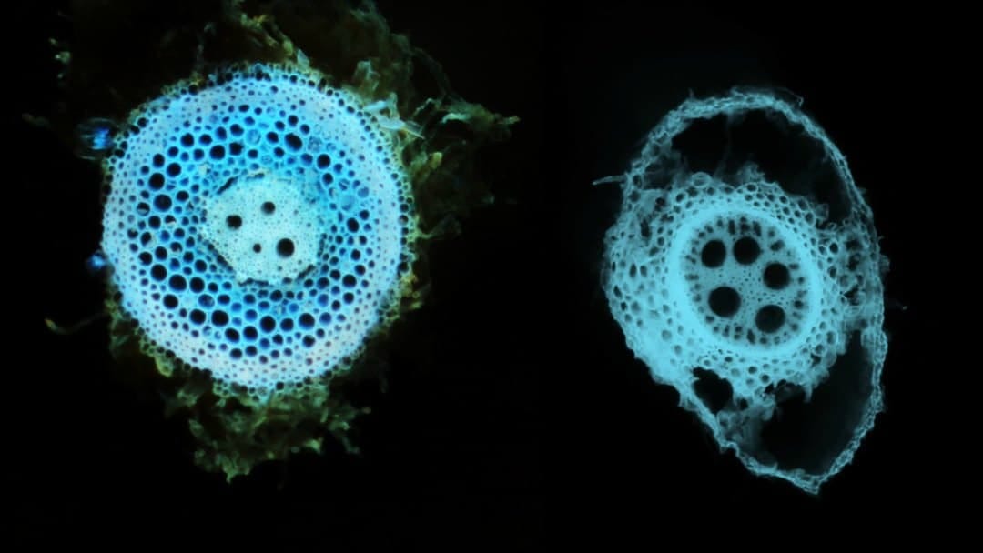 L'éthylène module la sénescence corticale racinaire de l'orge