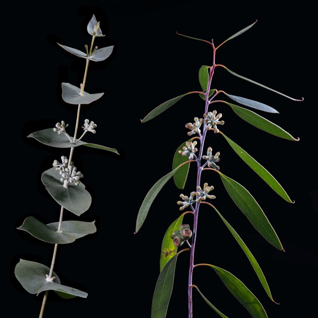 Preuve que la sélection divergente façonne un cline de développement dans un complexe d'espèces d'arbres forestiers