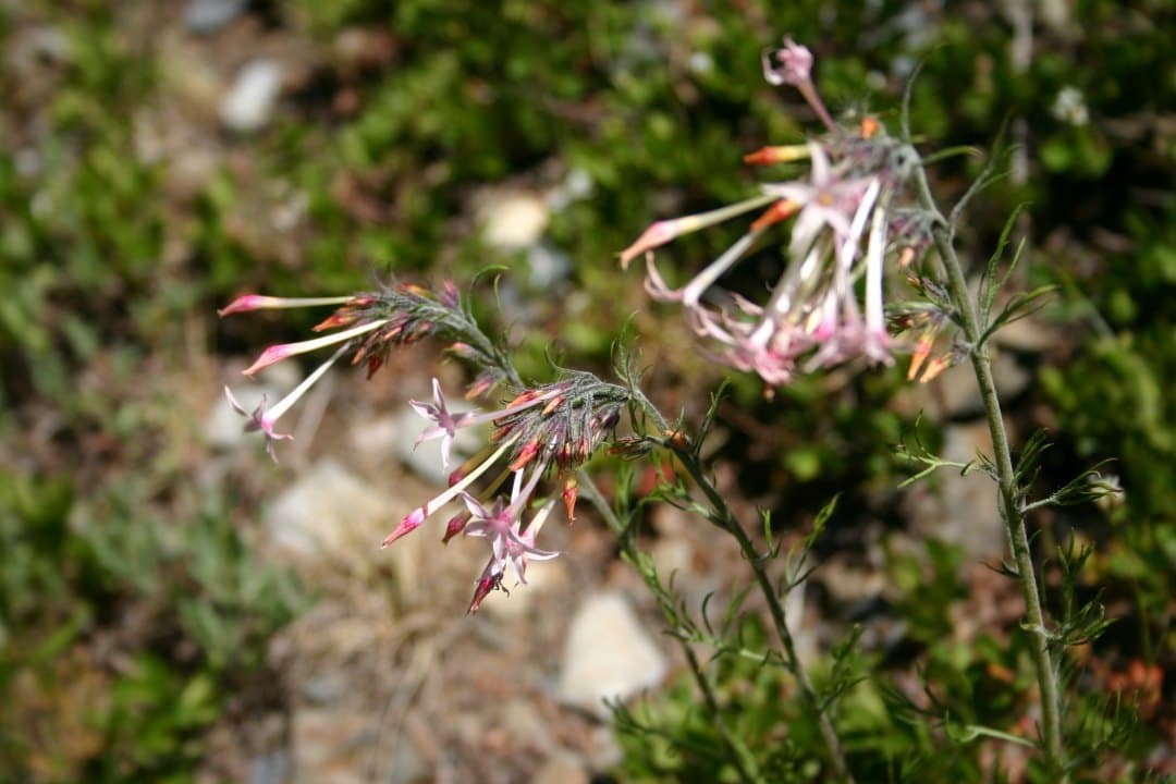 Variación de rasgos a través de una zona híbrida de plantas 25 años en desarrollo
