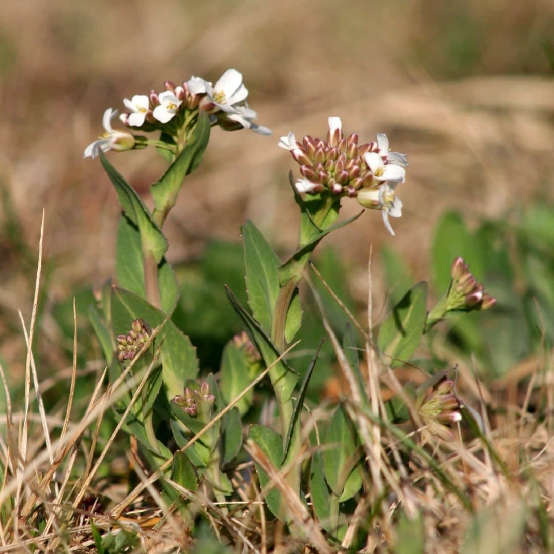 Las defensas de las plantas pueden verse abrumadas por el gusto por lo dulce de un caracol