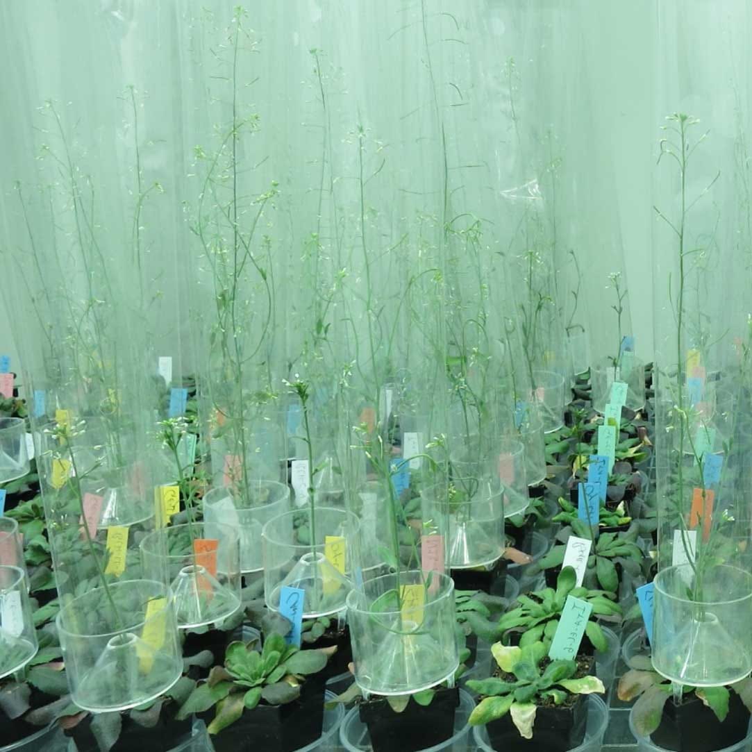 La plasticité phénotypique en réponse aux fluctuations de température est génétiquement variable chez Arabidopsis thaliana