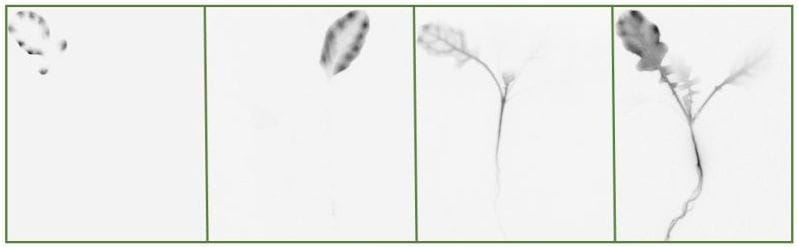 Variación en el movimiento de 2,4-D en plantas de diferentes poblaciones resistentes a 2,4-D