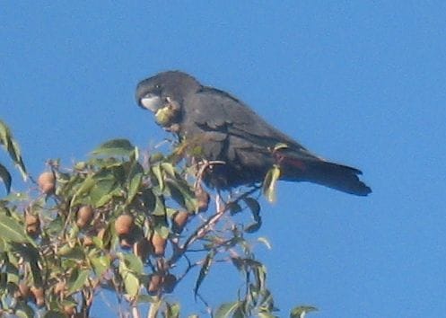 Una cacatúa negra de cola roja