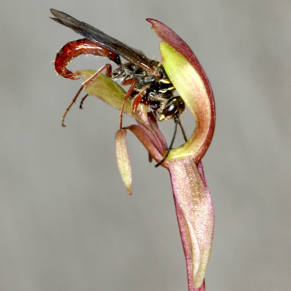 Orquídea busca los polinizadores más apasionados