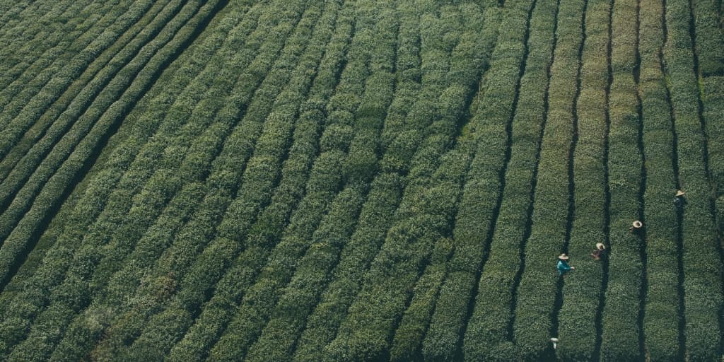 Un paquete de software para simular la fotosíntesis diaria del dosel de cultivos de campo