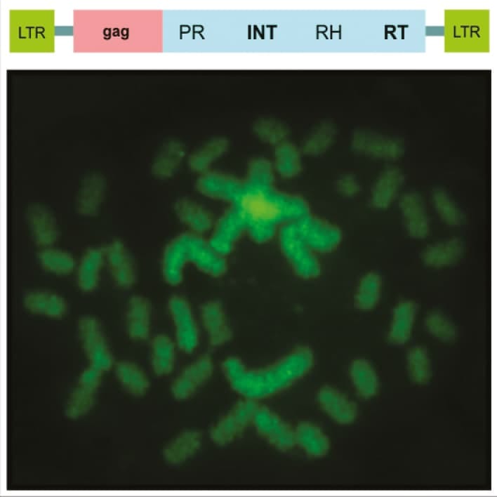 Rétrotransposons dans les chromosomes holocentriques d'Eleocharis avec différents niveaux de ploïdie