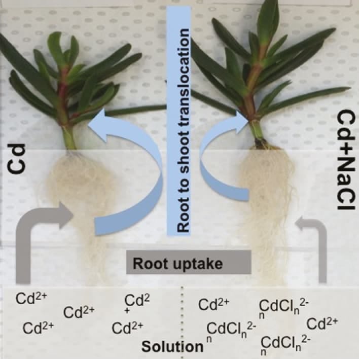 Le chlorure de sodium modifie l'accumulation de cadmium et les métabolites de l'halophyte Carpobrotus rossii