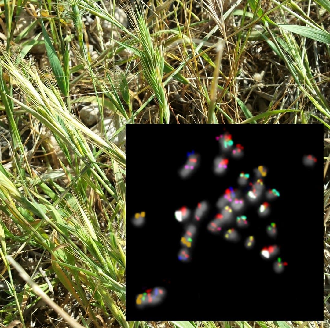 Estructura y evolución del cariotipo en plantas anuales de Brachypodium