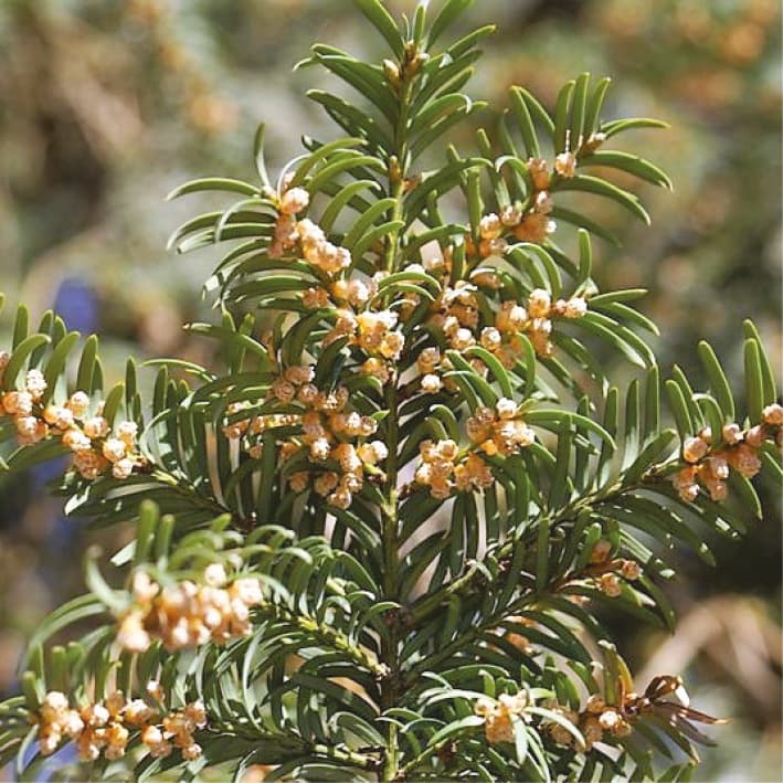 Dispersión limitada de genes de semillas y polen en Taxus baccata