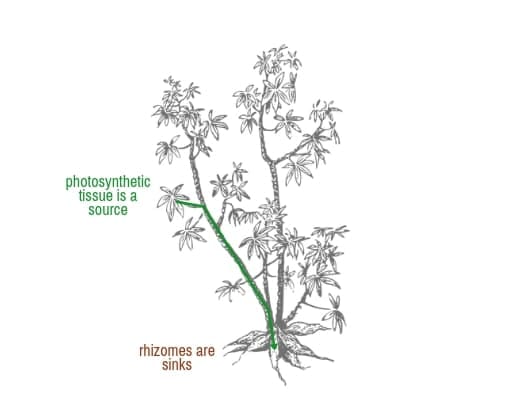 Les tissus photosynthétiques sont des sources, les rhizomes (pendant leur croissance) sont des puits