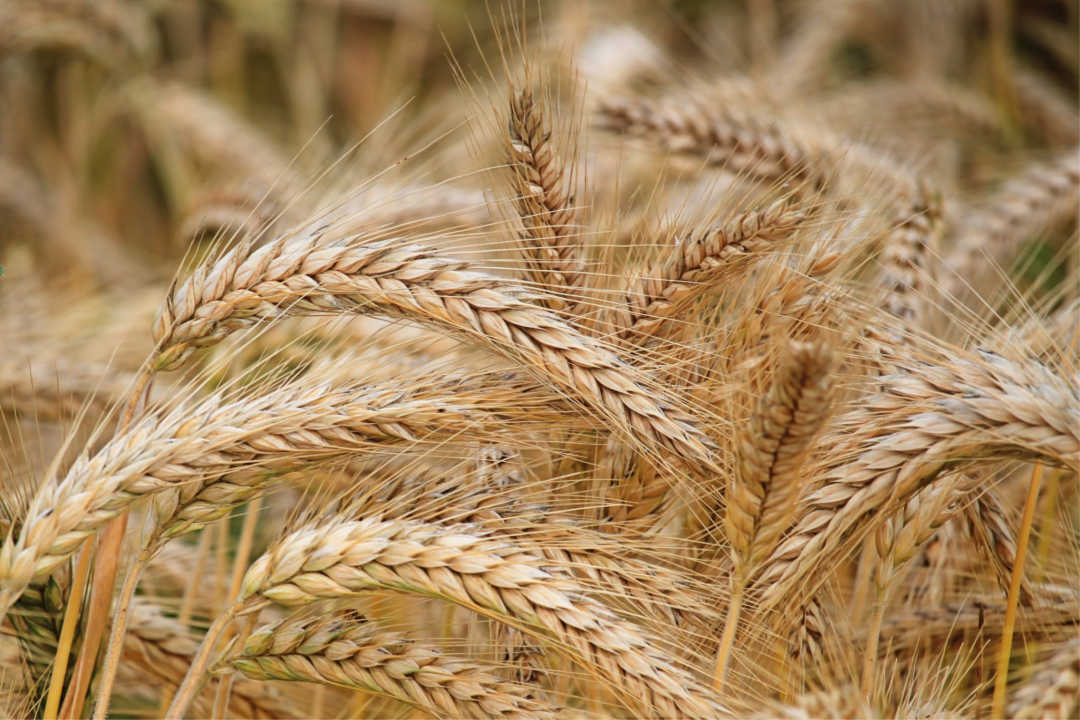 El ozono reduce el rendimiento del trigo en un 9%