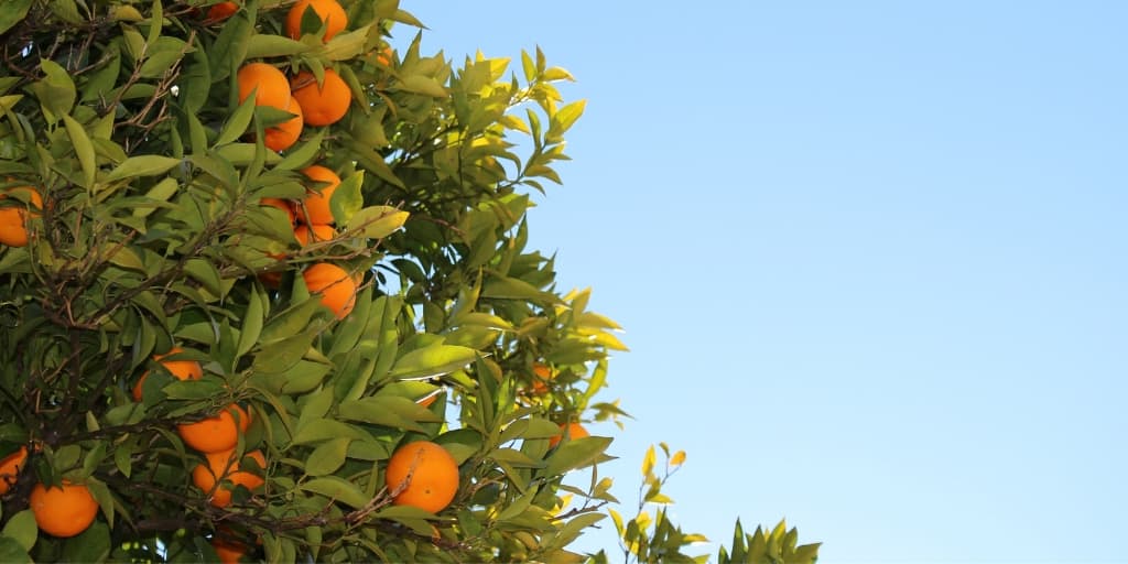 L'inhibition génétique de la floraison diffère entre les agrumes juvéniles et adultes