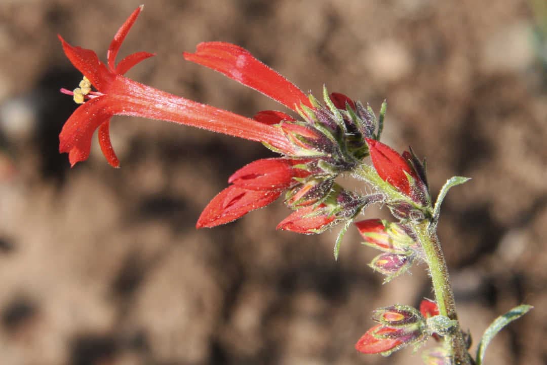 Plasticité phénotypique des volatils floraux en réponse à l'augmentation du stress hydrique