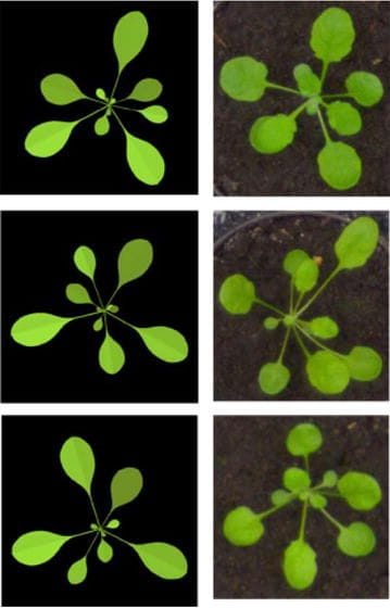 Rosetas sintéticas generadas por el sistema L y rosetas reales del conjunto de datos público.