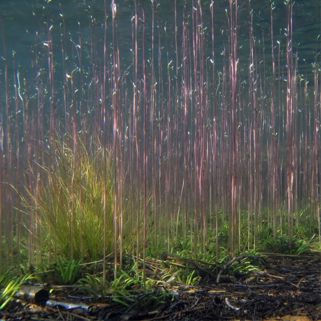 Dinámica de CO2 y O2 en plantas acuáticas C3 o CAM