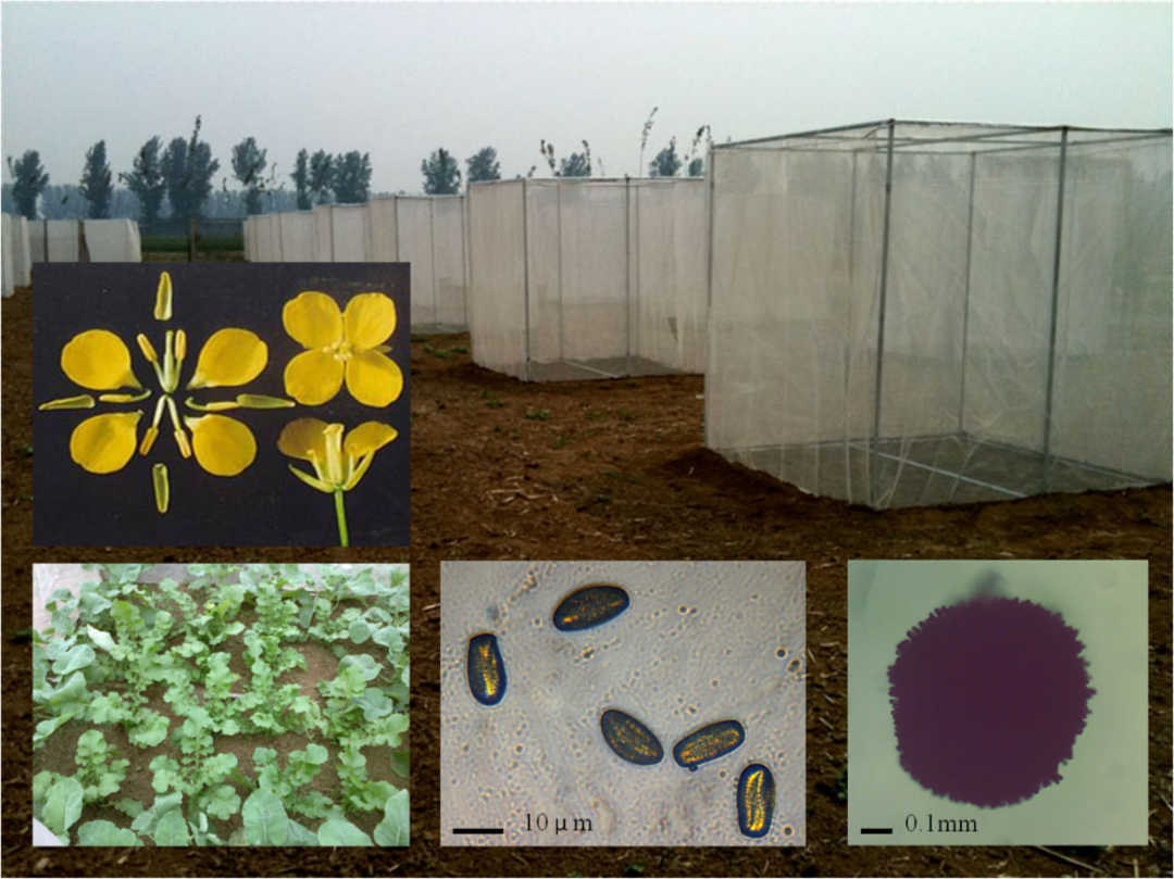 La Bt simpátrica Brassica napus altera la estrategia reproductiva del pariente silvestre B. juncea