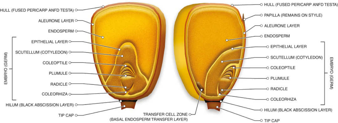 Análisis in situ de la distribución de nutrientes inorgánicos en maíz dulce y granos de maíz