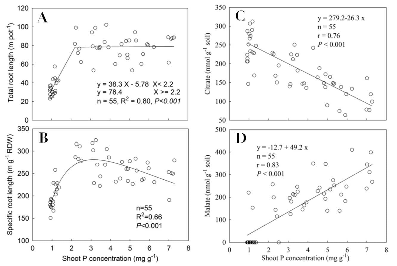 Les réponses de la morphologie des racines et des exsudats mobilisant le phosphore chez le blé à l'augmentation de la concentration en phosphore des pousses